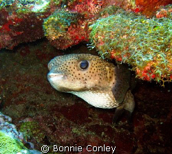 Porcupinefish seen at Grand Cayman July 2008.  Photo take... by Bonnie Conley 